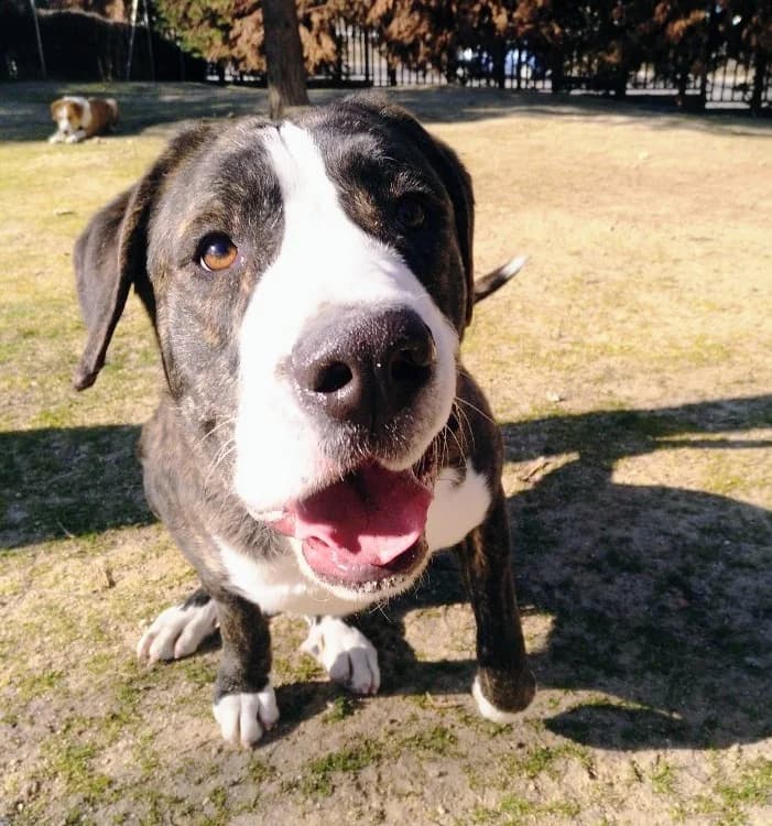 Dublín, 4yo Mixed Breed for adoption at Centro de Proteccion Animal de Madrid, Madrid