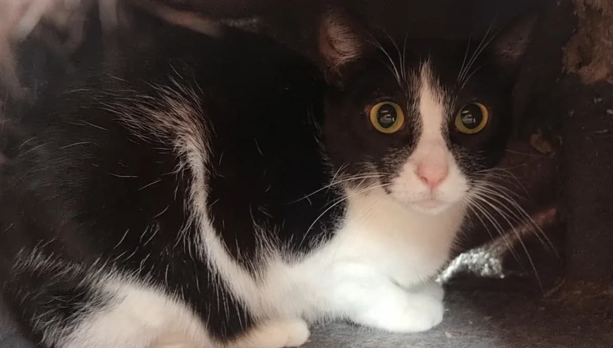 Blancanieves, female young European Shorthair for adoption at Centro de Proteccion Animal de Madrid, Madrid