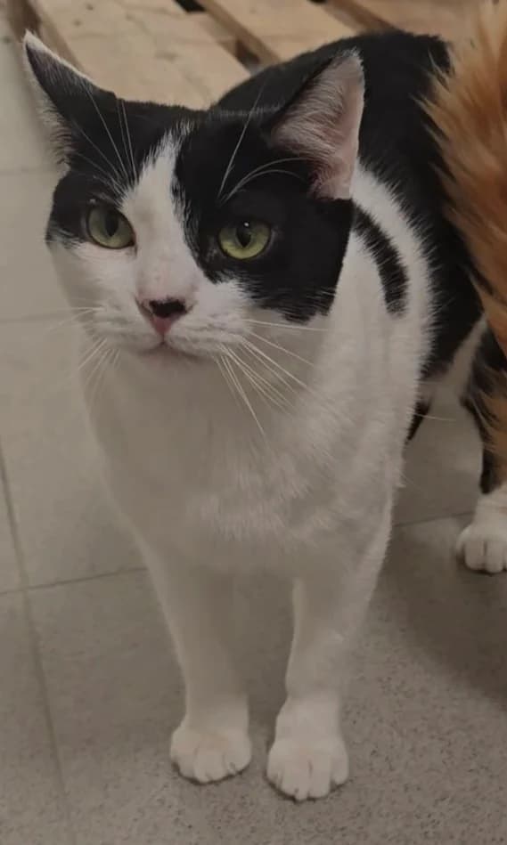 Silvestre, male European Shorthair for adoption at Centro de Proteccion Animal de Madrid