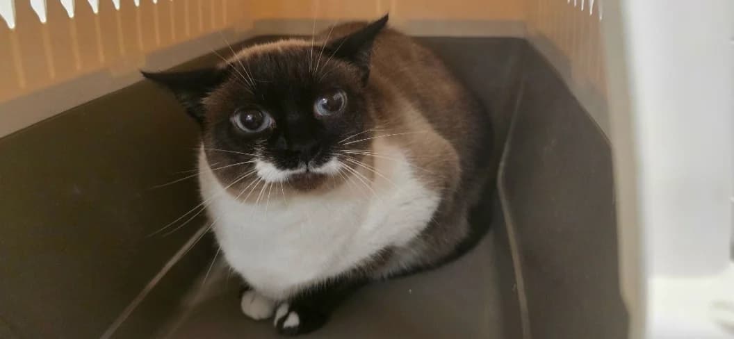 Mia, female mixed breed for adoption at Centro de Proteccion Animal de Madrid