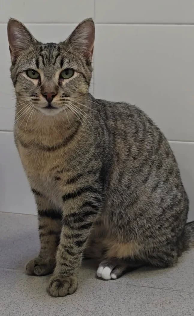 Tigre, male European Shorthair for adoption at Centro de Proteccion Animal de Madrid
