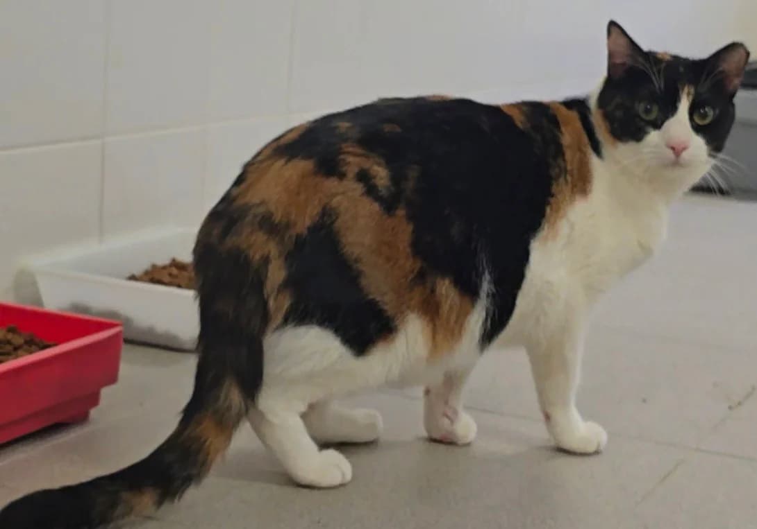 Agatha, female European Shorthair for adoption at Centro de Proteccion Animal de Madrid