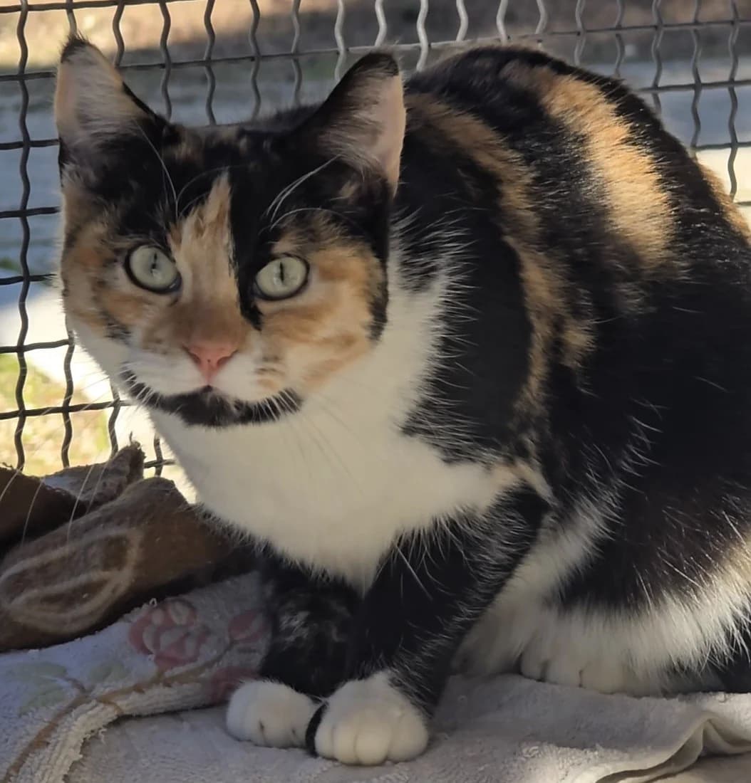 Olga, European Shorthair for adoption at Centro de Proteccion Animal de Madrid