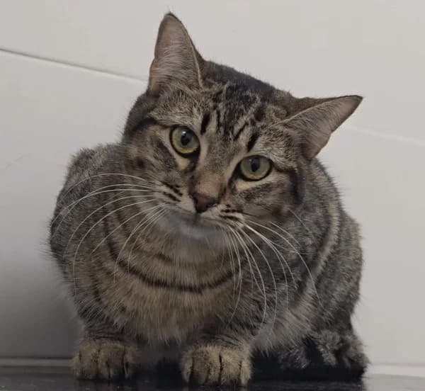 Napolitana, puppy European Shorthair for adoption at Centro de Proteccion Animal de Madrid, Madrid