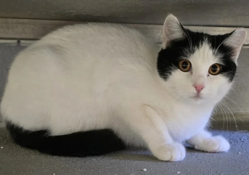 Venus, European Shorthair for adoption at Centro de Proteccion Animal de Madrid