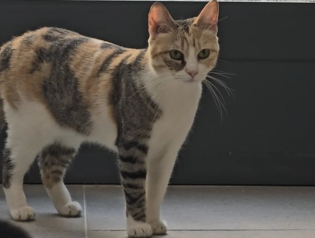 Selena, puppy European Shorthair for adoption at Centro de Proteccion Animal de Madrid, Madrid
