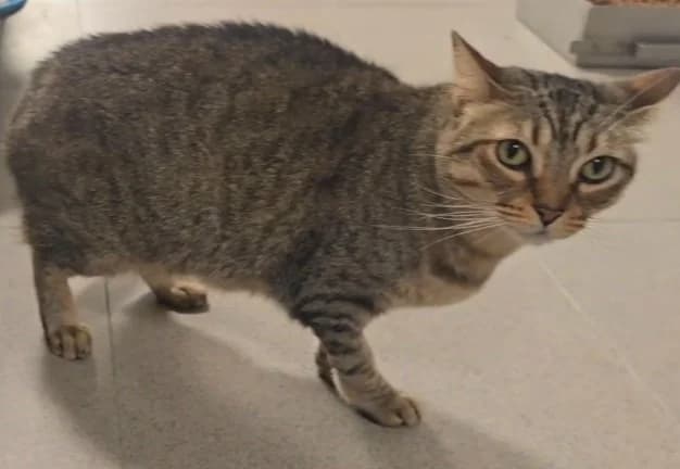 Lola, European Shorthair for adoption at Centro de Proteccion Animal de Madrid