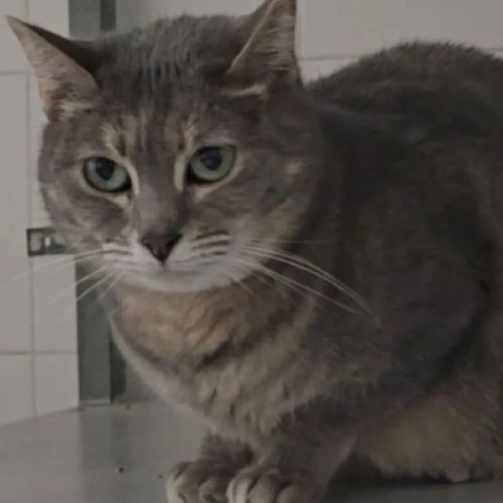 Bimba, female European Shorthair for adoption at Centro de Proteccion Animal de Madrid
