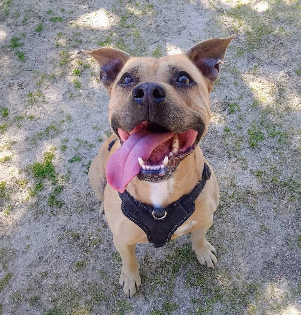 Floki, senior Mixed Breed for adoption at Centro de Proteccion Animal de Madrid, Madrid