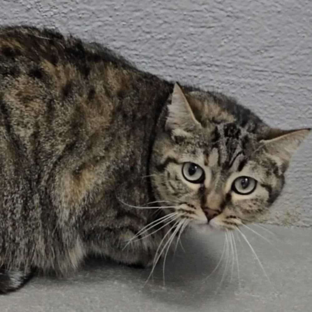 Duna, female young European Shorthair for adoption at Centro de Proteccion Animal de Madrid, Madrid