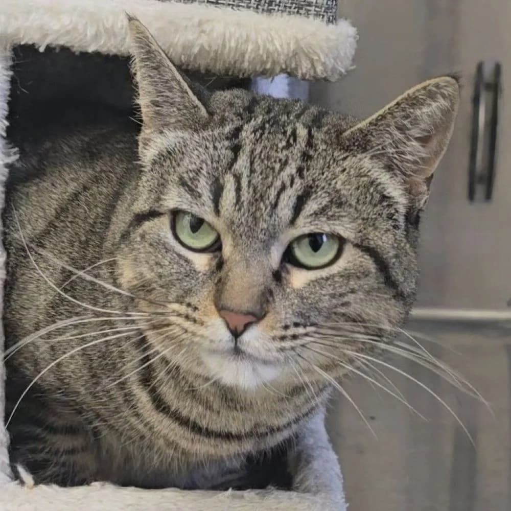 Nora, female 3yo European Shorthair for adoption at Centro de Proteccion Animal de Madrid, Madrid