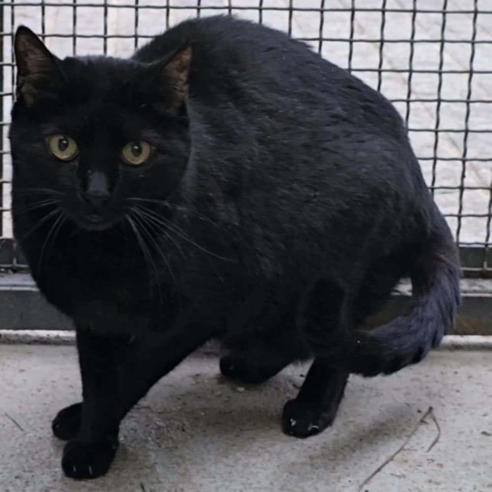 Bruno, male 6yo European Shorthair for adoption at Centro de Proteccion Animal de Madrid, Madrid