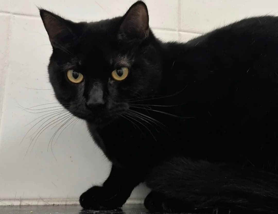 Nico, male young European Shorthair for adoption at Centro de Proteccion Animal de Madrid, Madrid