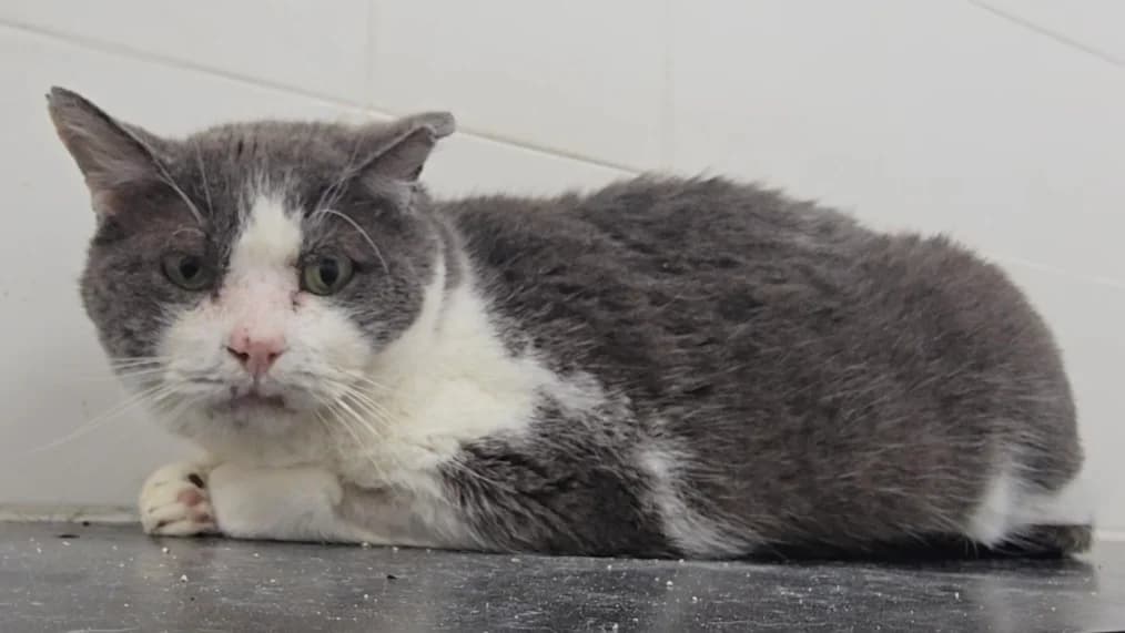 Pipo, male 6yo European Shorthair for adoption at Centro de Proteccion Animal de Madrid, Madrid
