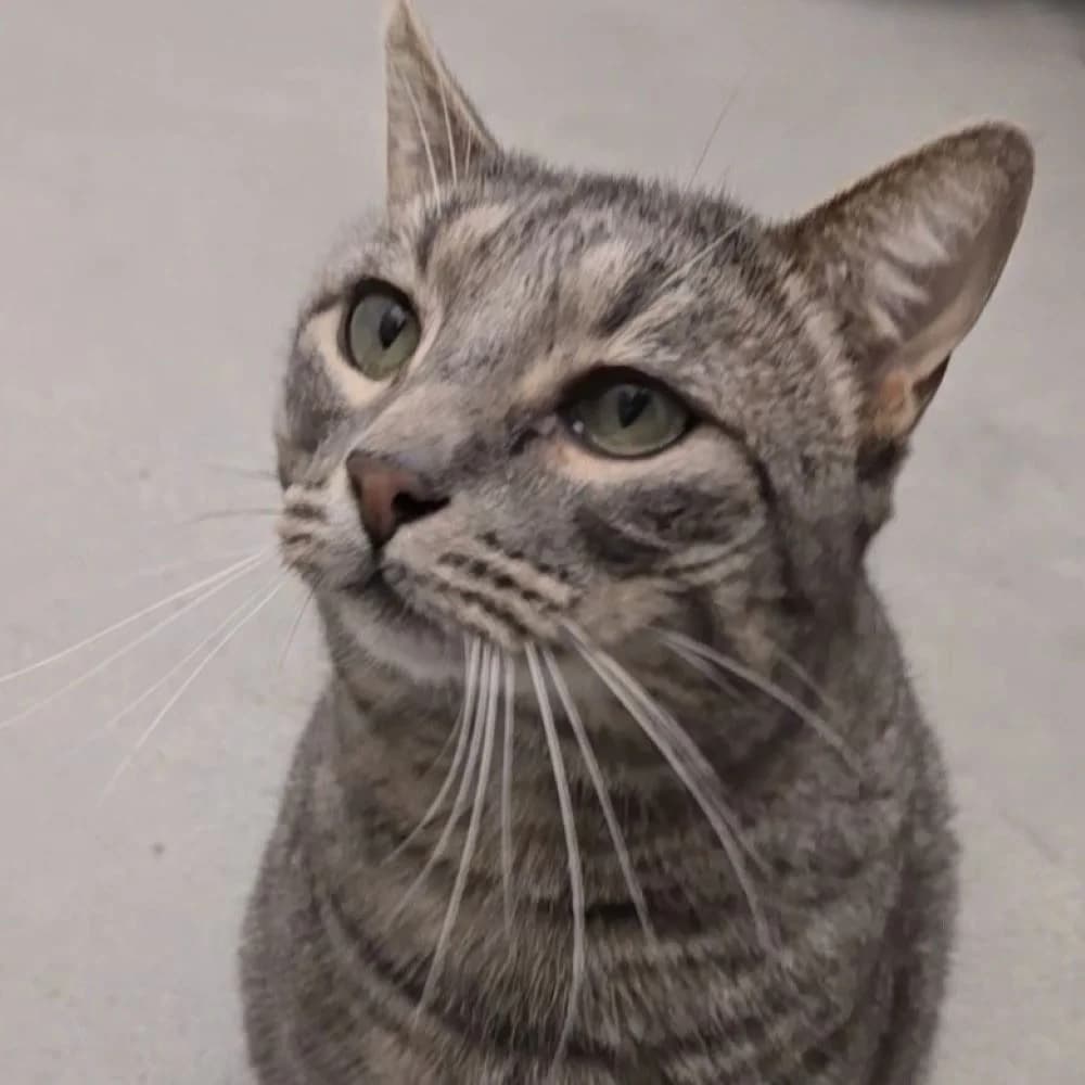 Luca, male 6yo European Shorthair for adoption at Centro de Proteccion Animal de Madrid, Madrid