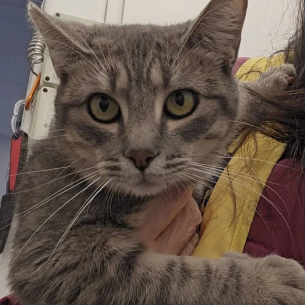 Galleta, young European Shorthair for adoption at Centro de Proteccion Animal de Madrid, Madrid