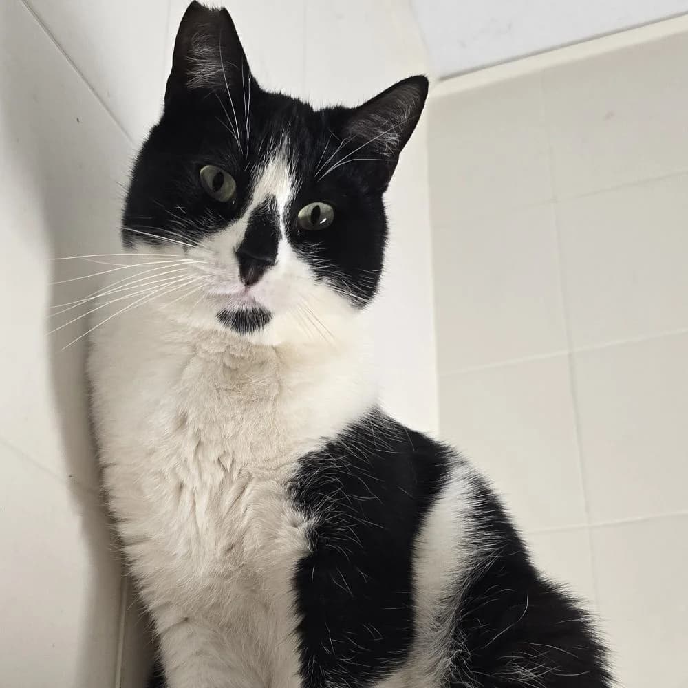 Chaplin, male 4yo European Shorthair for adoption at Centro de Proteccion Animal de Madrid, Madrid