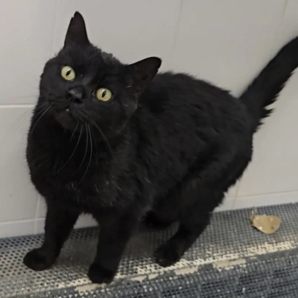 Milo, male 6yo European Shorthair for adoption at Centro de Proteccion Animal de Madrid, Madrid
