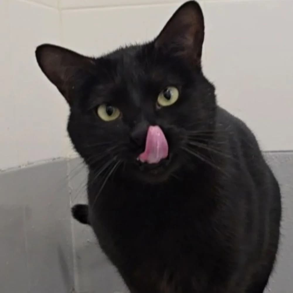 Zuri, male 4yo European Shorthair for adoption at Centro de Proteccion Animal de Madrid, Madrid