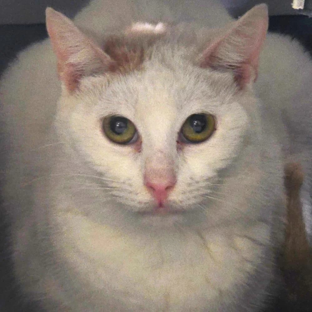 Yuki, male 3yo European Shorthair for adoption at Centro de Proteccion Animal de Madrid, Madrid