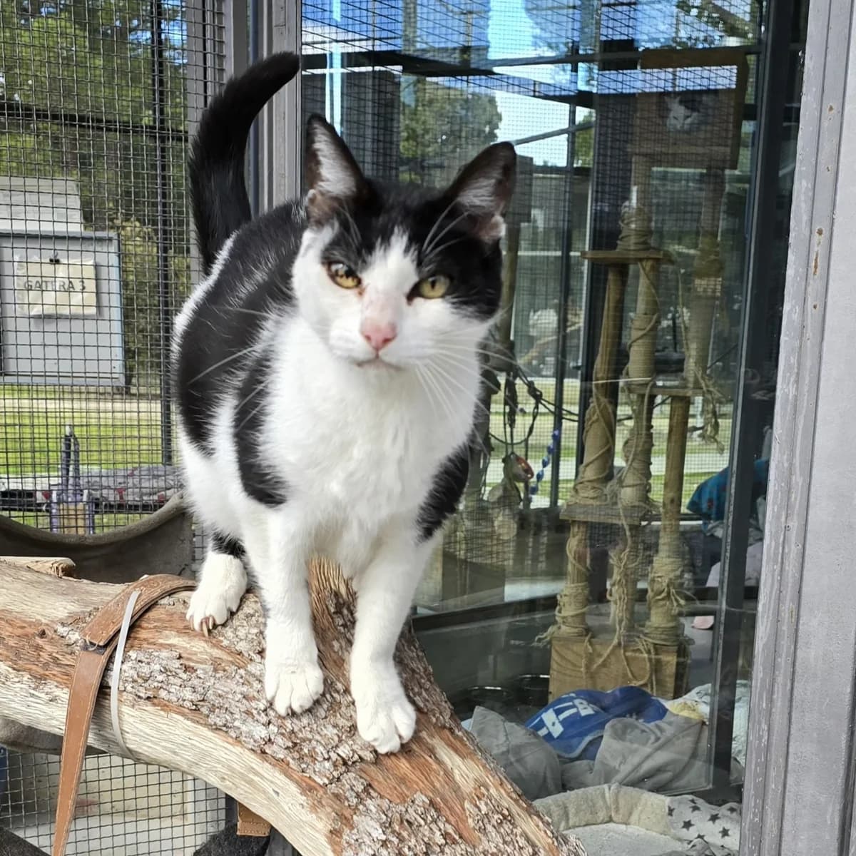 Cora, female 7yo European Shorthair for adoption at Centro de Proteccion Animal de Madrid, Madrid