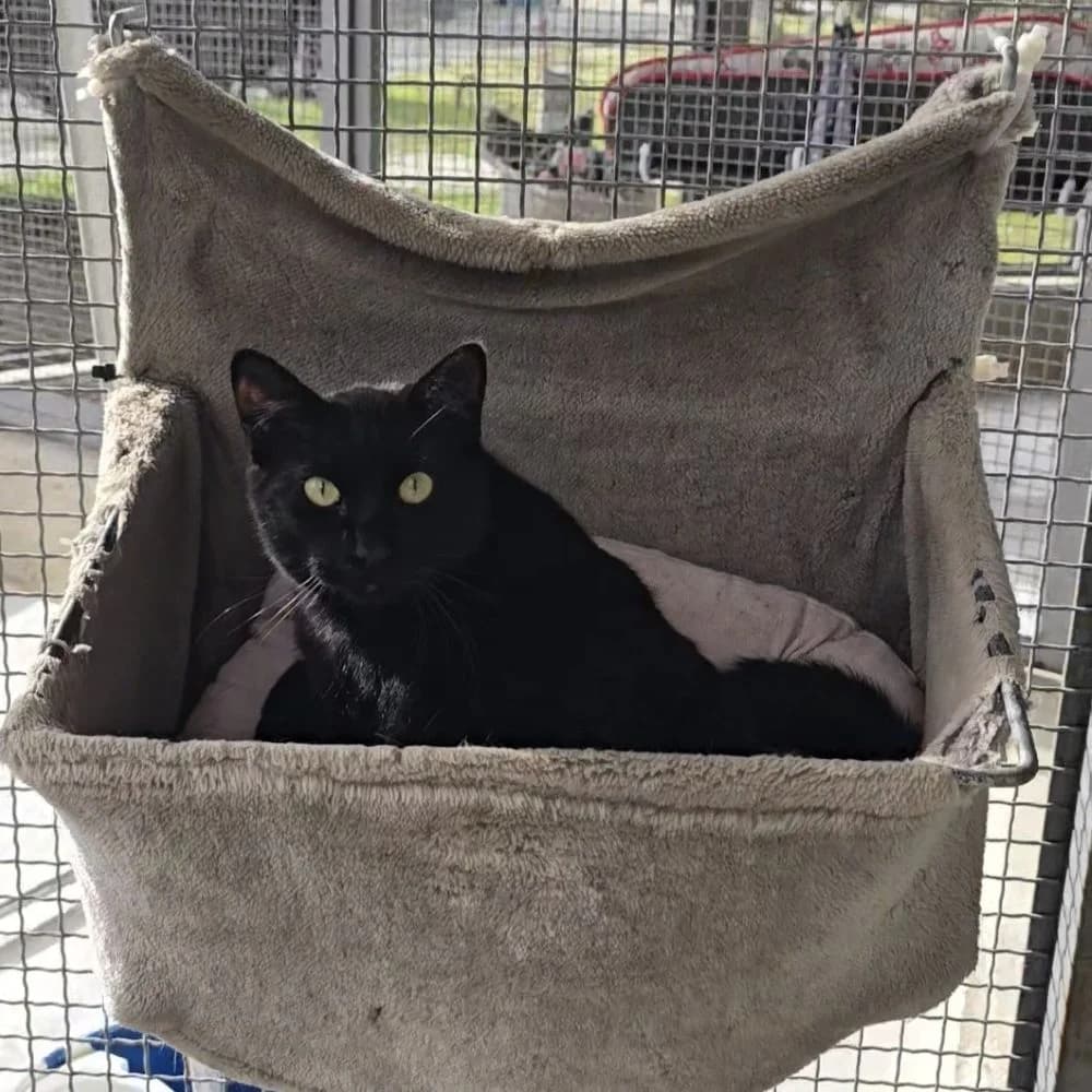 Kiro, male young European Shorthair for adoption at Centro de Proteccion Animal de Madrid, Madrid