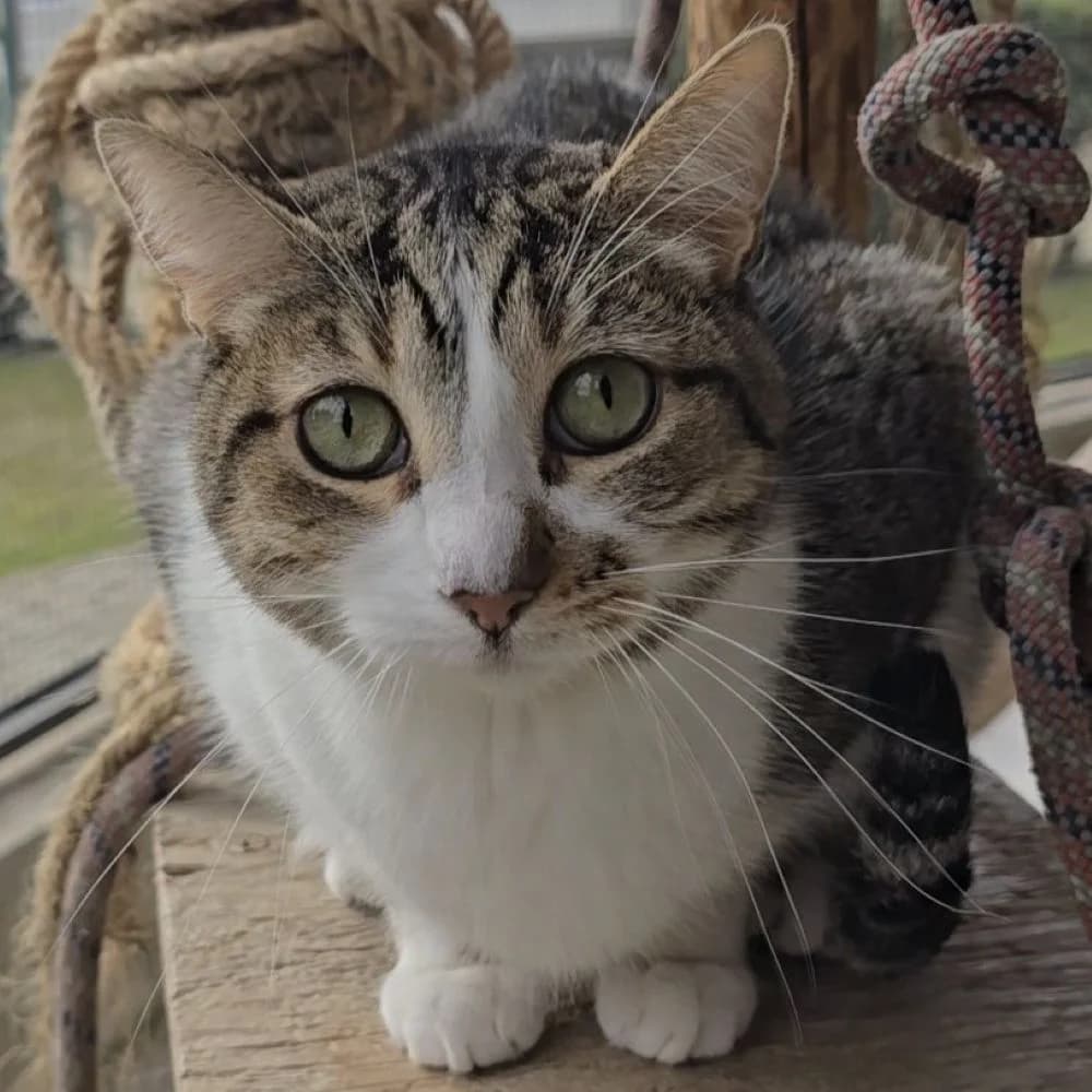 Toby, male European Shorthair for adoption at Centro de Proteccion Animal de Madrid, Madrid