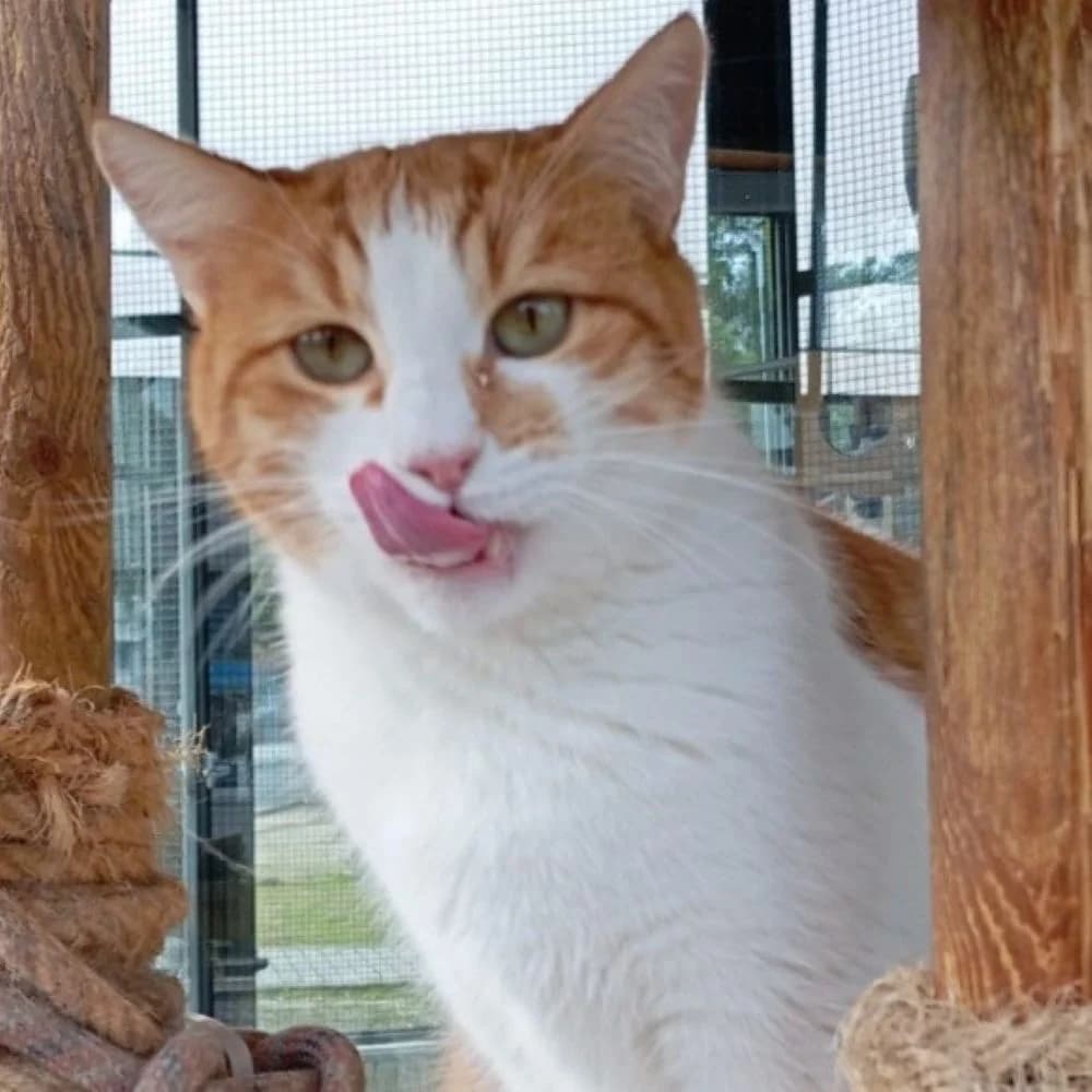 Canelo, male 4yo European Shorthair for adoption at Centro de Proteccion Animal de Madrid, Madrid