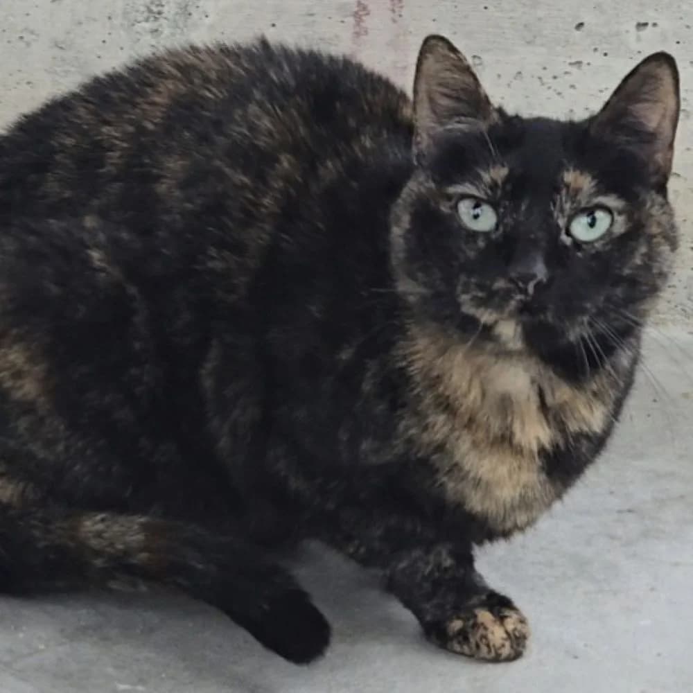 Mora, female 3yo European Shorthair for adoption at Centro de Proteccion Animal de Madrid, Madrid