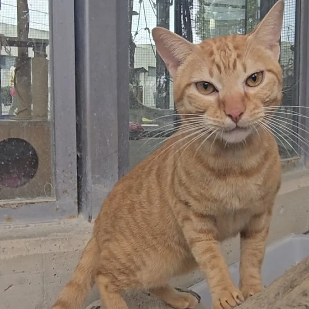 Leo, male young European Shorthair for adoption at Centro de Proteccion Animal de Madrid, Madrid