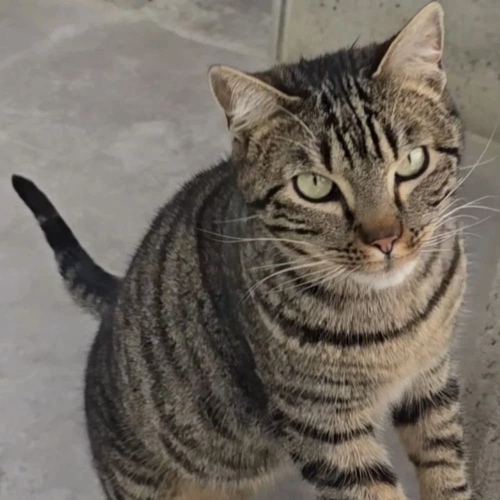 Max, male European Shorthair for adoption at Centro de Proteccion Animal de Madrid, Madrid