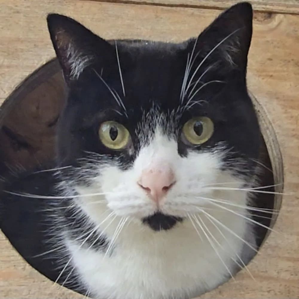 Roni, male 4yo European Shorthair for adoption at Centro de Proteccion Animal de Madrid, Madrid