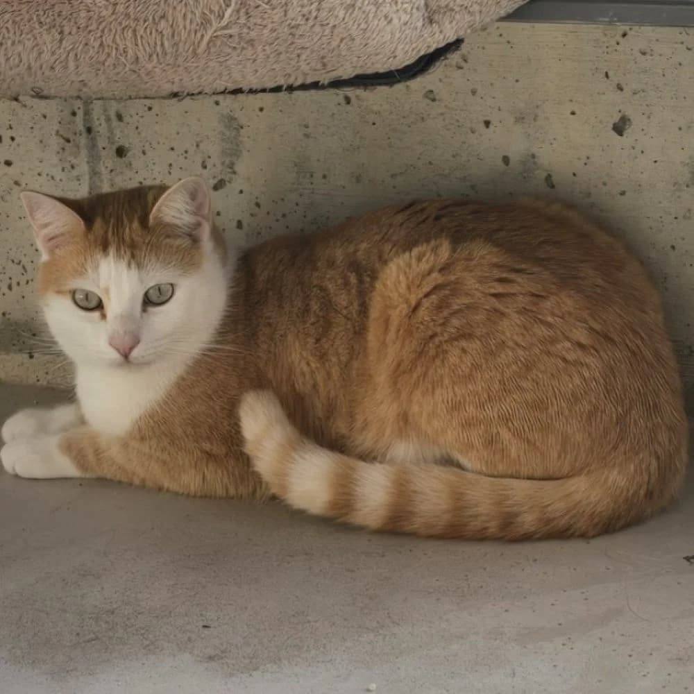 Oliver, male 4yo European Shorthair for adoption at Centro de Proteccion Animal de Madrid, Madrid