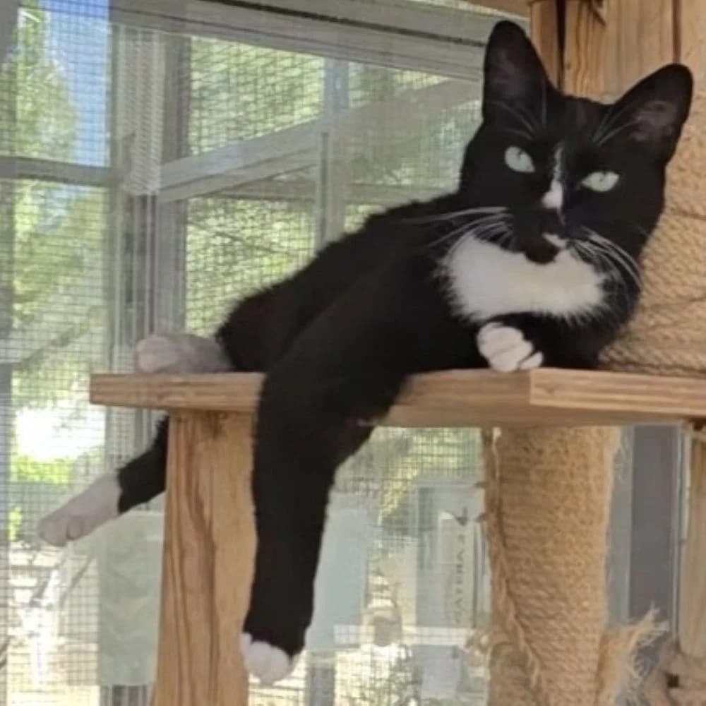 Felix, male senior European Shorthair for adoption at Centro de Proteccion Animal de Madrid, Madrid