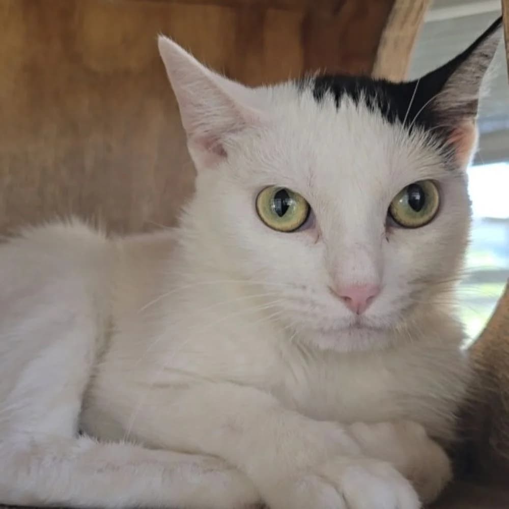 Iris, female young European Shorthair for adoption at Centro de Proteccion Animal de Madrid, Madrid