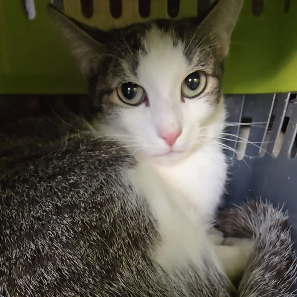 Mara, female 4yo European Shorthair for adoption at Centro de Proteccion Animal de Madrid, Madrid