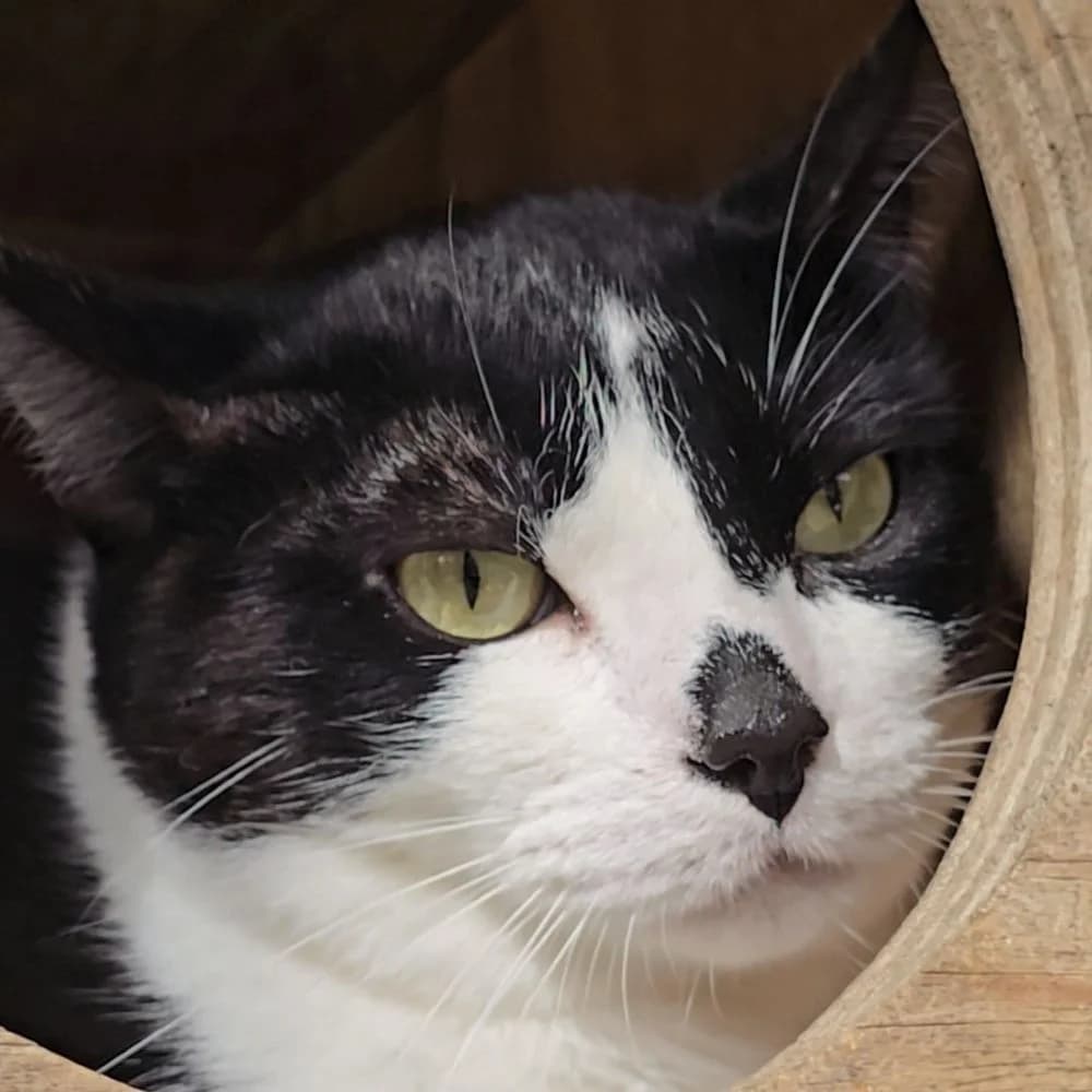 Neo, male young European Shorthair for adoption at Centro de Proteccion Animal de Madrid, Madrid