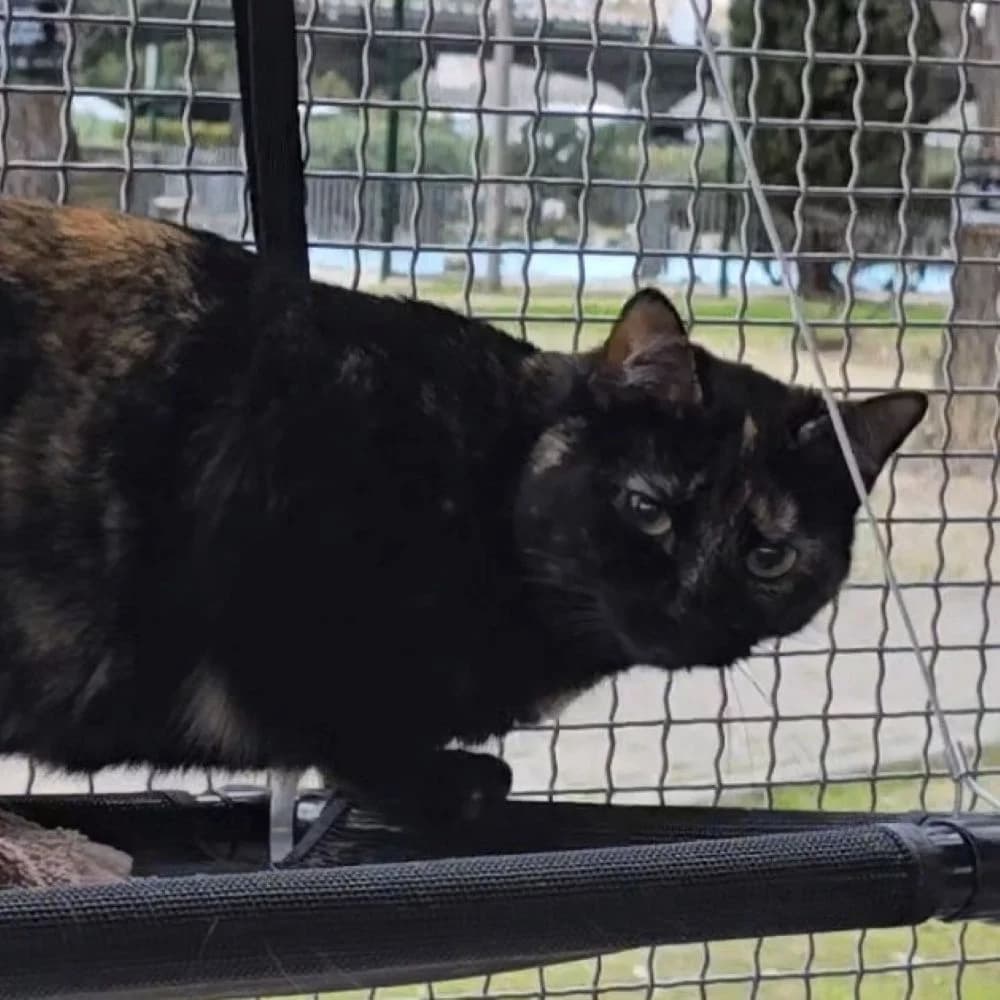 Vega, female 3yo European Shorthair for adoption at Centro de Proteccion Animal de Madrid, Madrid