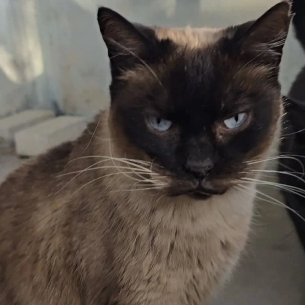 Cleo, female 4yo European Shorthair for adoption at Centro de Proteccion Animal de Madrid, Madrid