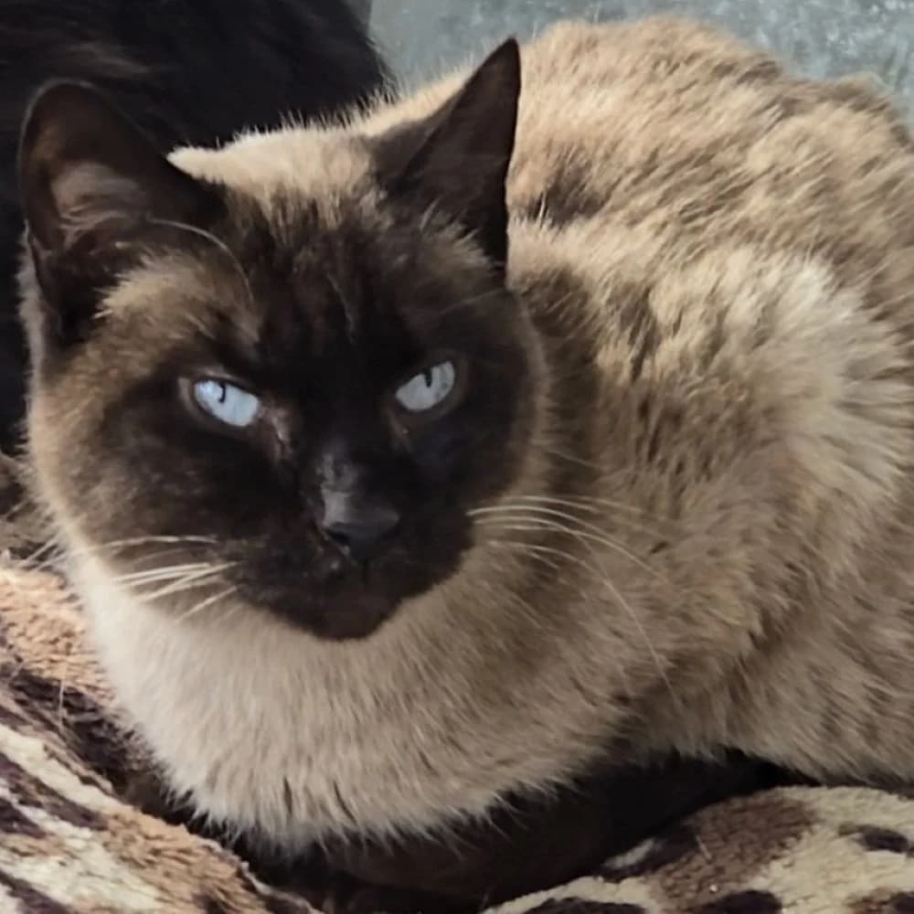 Kali, female 5yo European Shorthair for adoption at Centro de Proteccion Animal de Madrid, Madrid