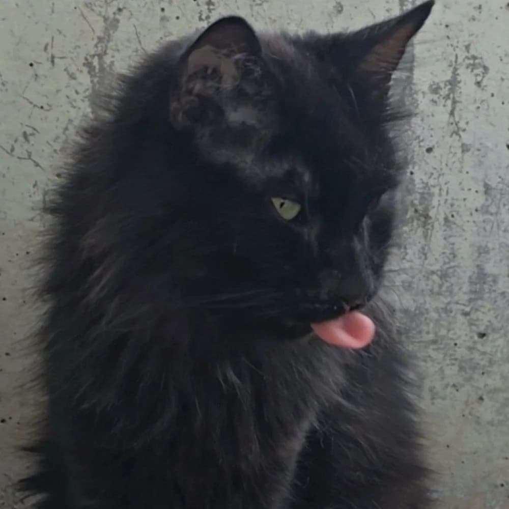 Boss, male 5yo European Shorthair for adoption at Centro de Proteccion Animal de Madrid, Madrid