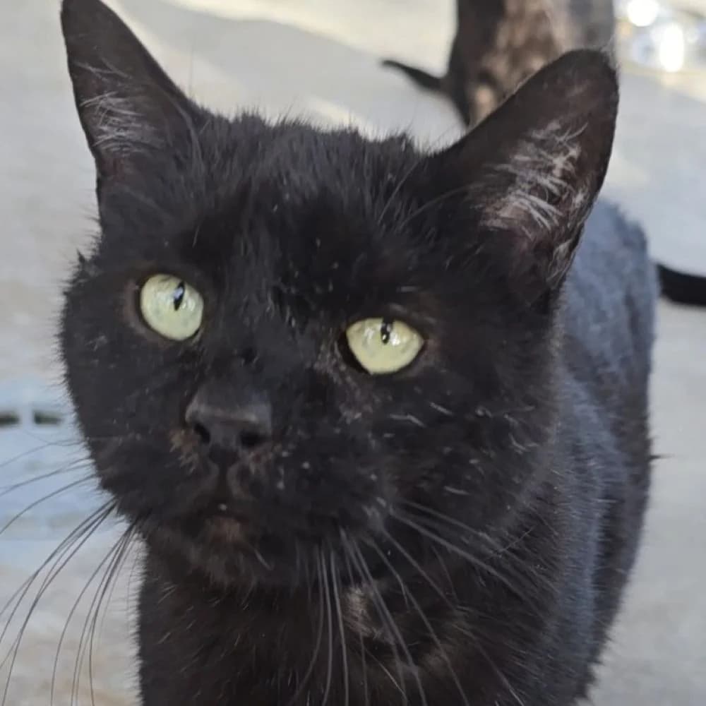Rocky, male 6yo European Shorthair for adoption at Centro de Proteccion Animal de Madrid, Madrid