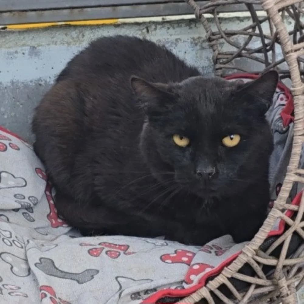 Lucho, 7yo European Shorthair for adoption at Centro de Proteccion Animal de Madrid, Madrid