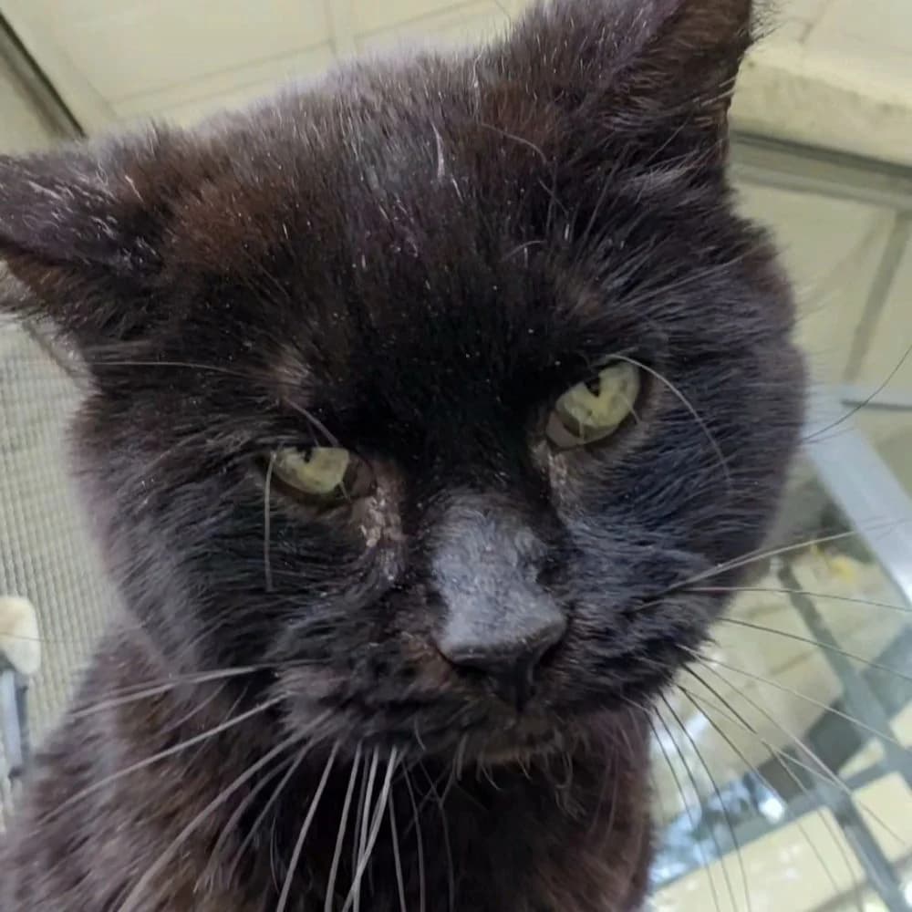 Beto, male 5yo European Shorthair for adoption at Centro de Proteccion Animal de Madrid, Madrid