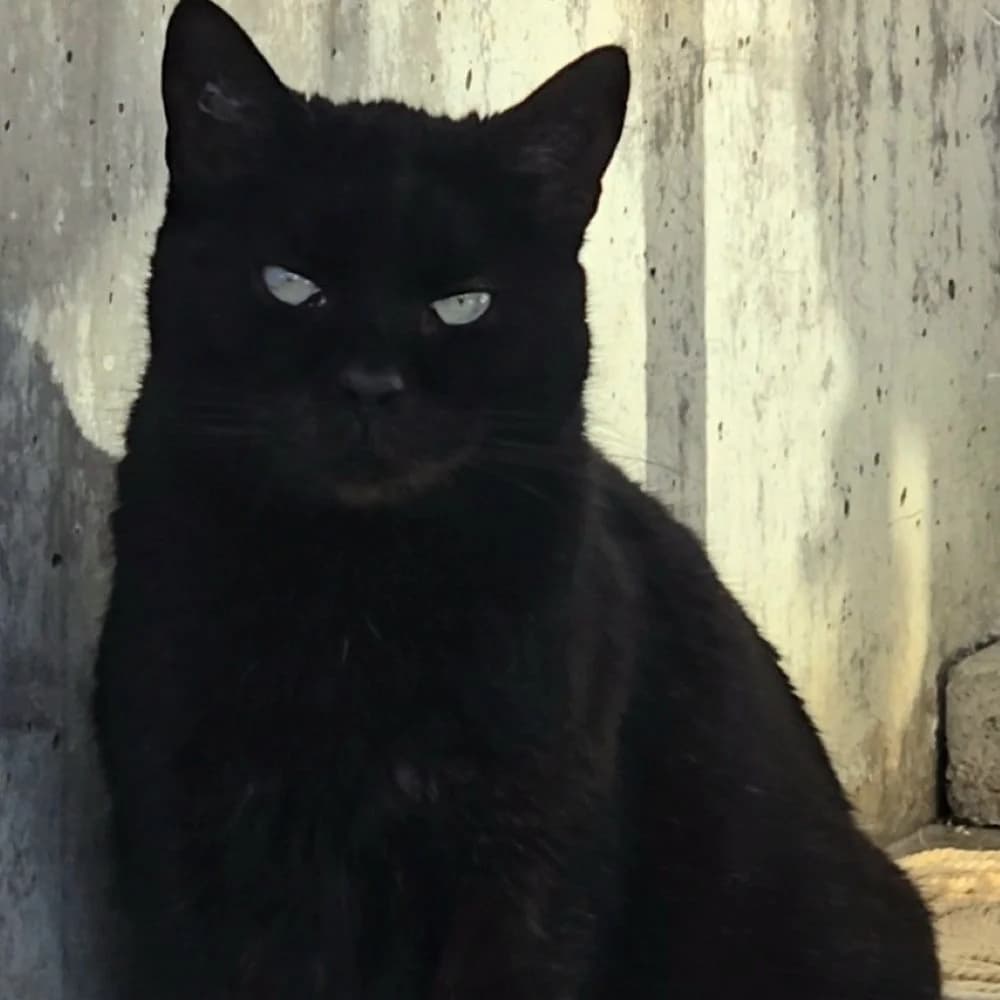 Sia, female 4yo European Shorthair for adoption at Centro de Proteccion Animal de Madrid, Madrid