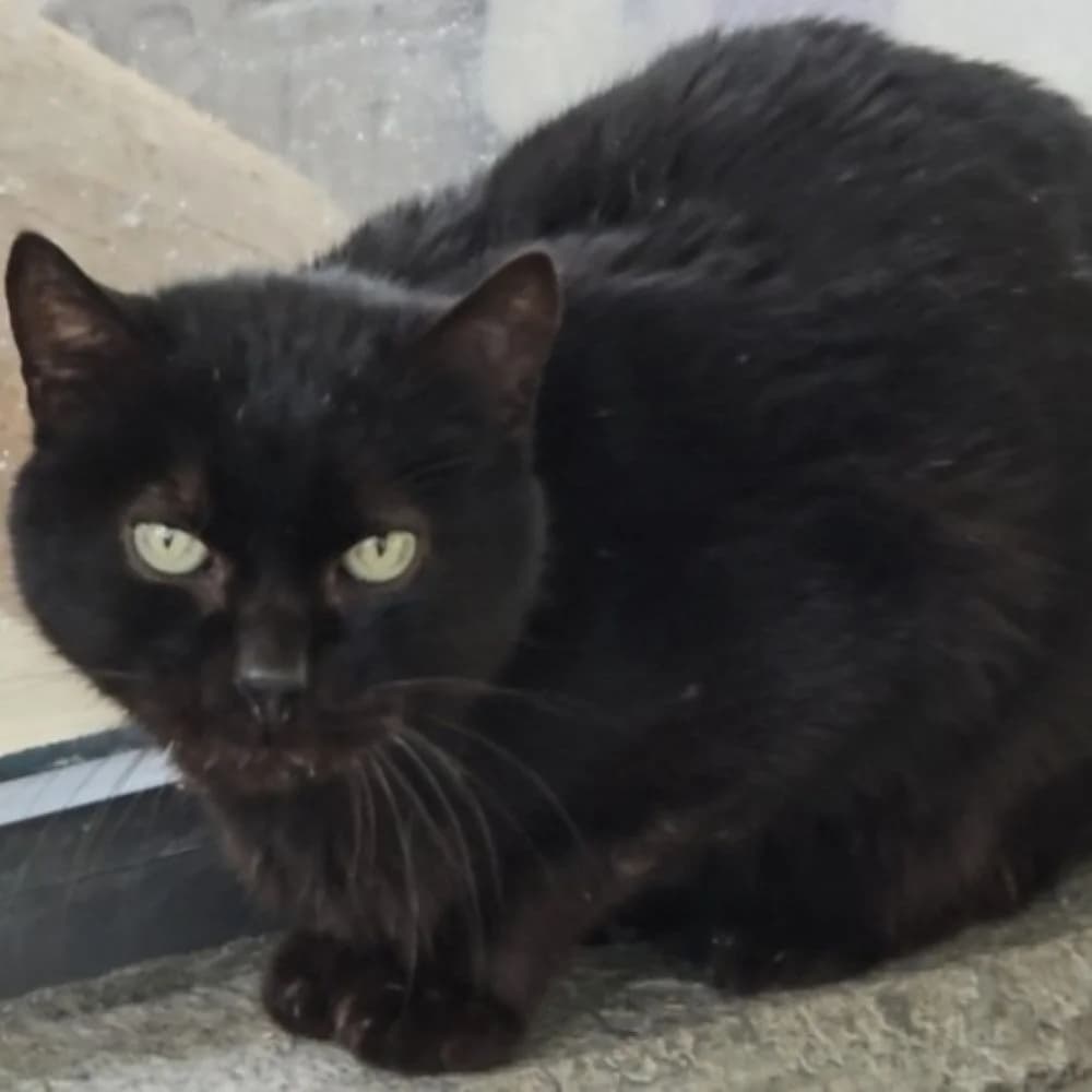 Diesel, male 5yo European Shorthair for adoption at Centro de Proteccion Animal de Madrid, Madrid