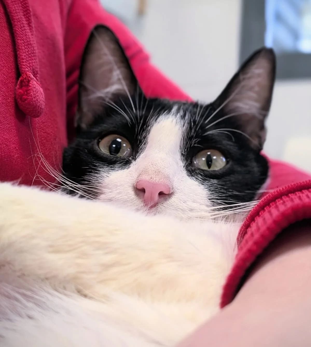 Kaiser, male puppy European Shorthair for adoption at Centro de Proteccion Animal de Madrid, Madrid