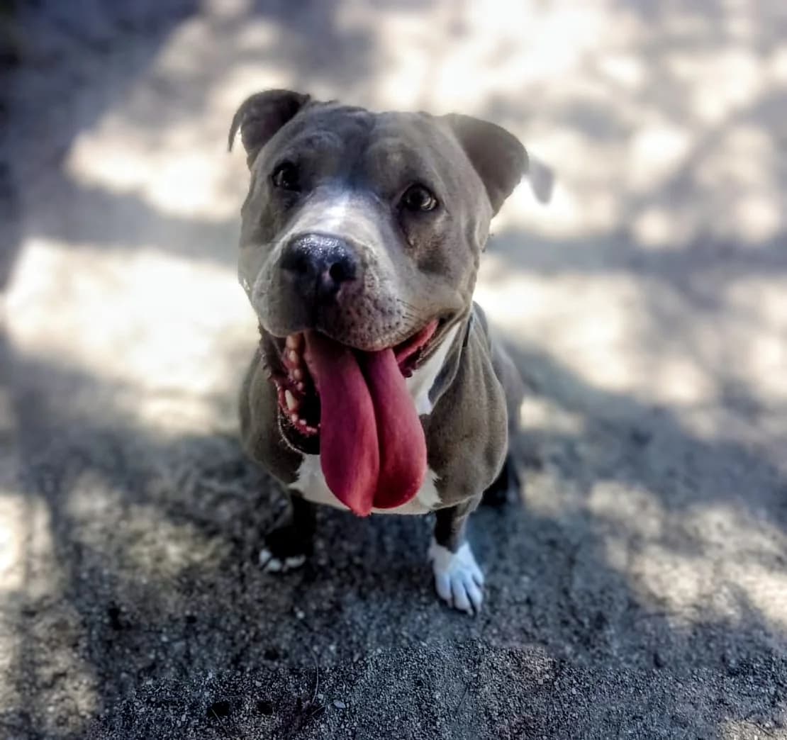 Mara, female puppy American Staffordshire Terrier for adoption at Centro de Proteccion Animal de Madrid, Madrid