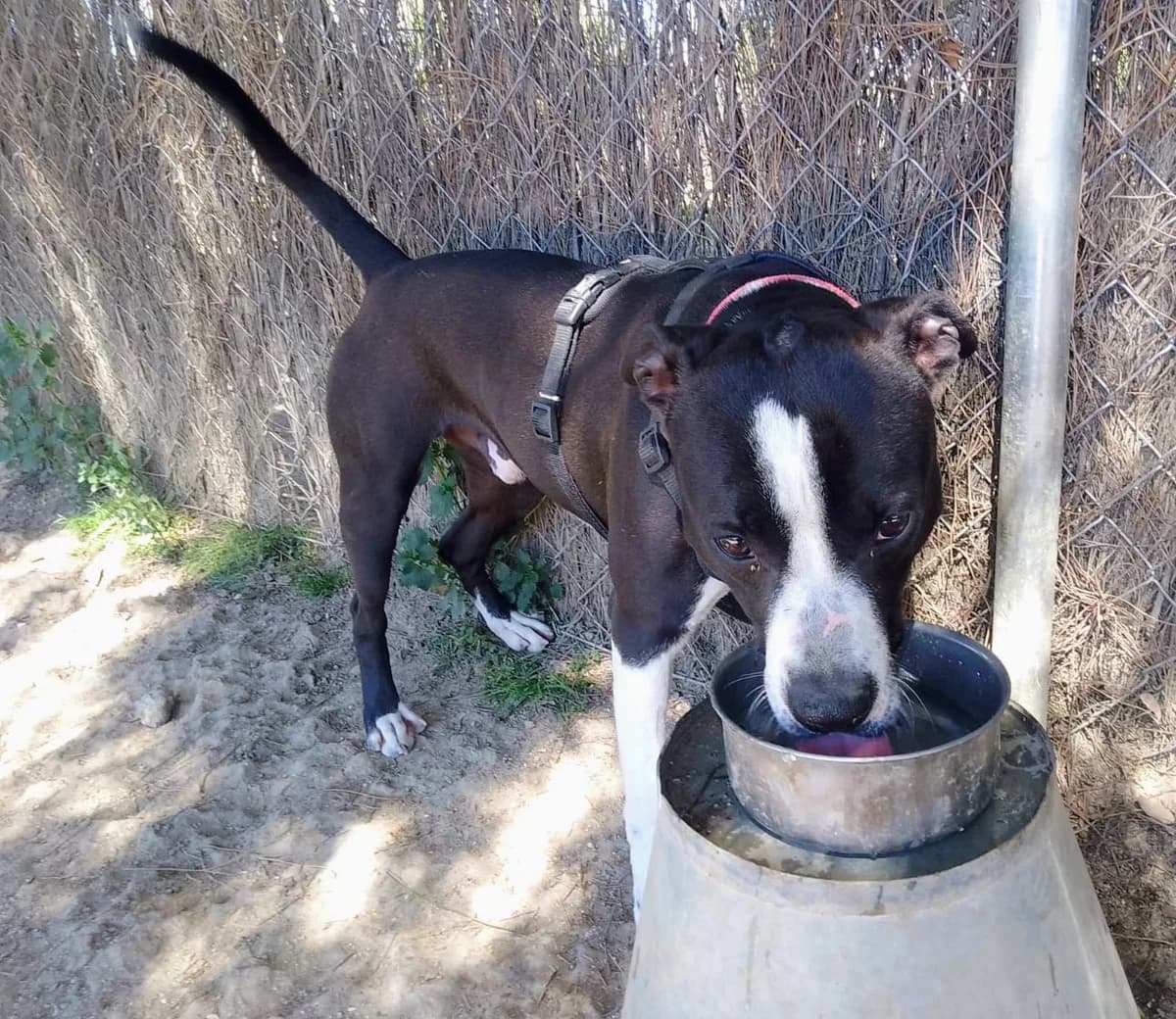 Sirkan, male puppy Pit Bull Terrier for adoption at Centro de Proteccion Animal de Madrid, Madrid