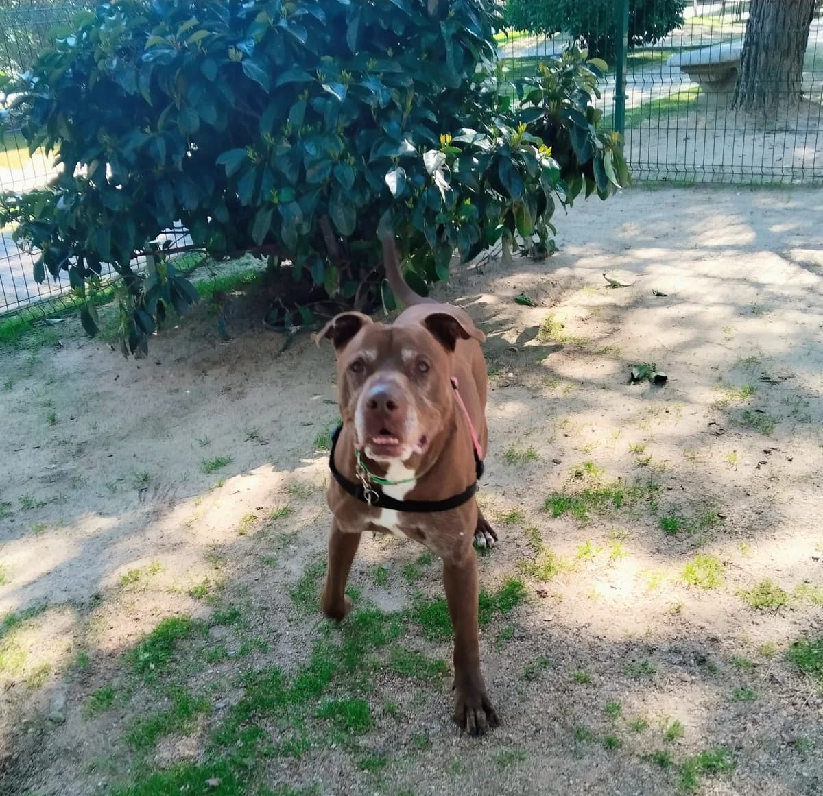 Kaos, male puppy Pit Bull Terrier for adoption at Centro de Proteccion Animal de Madrid, Madrid